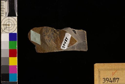 Rhodea cf. subpetiolata (Potonie) Nemejc