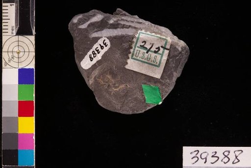 Rhodea goepperti (Ettingshausen) Stur