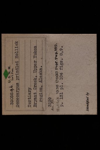 Semecarpus prindlei Hollick