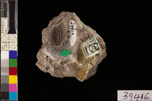 Rhabdocarpus (Lagenostoma ?) costatulus White