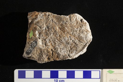 Thyrsopteris meekiana Fontaine