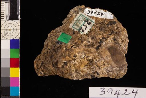 Trigonocarpum vallesjohanni White