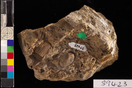 Trigonocarpum vallesjohanni White