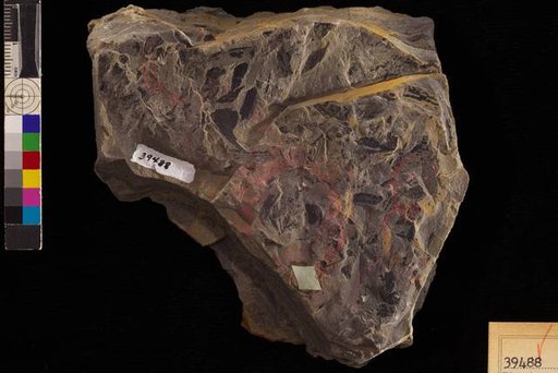 Rhodea cf. moravica (Ettingshausen) Stur