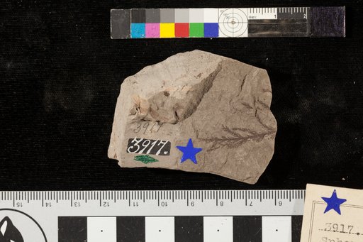 Sphenolepidium sternbergianum (Dunker) Heer