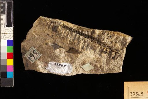 Lepidostrobus occidentalis White