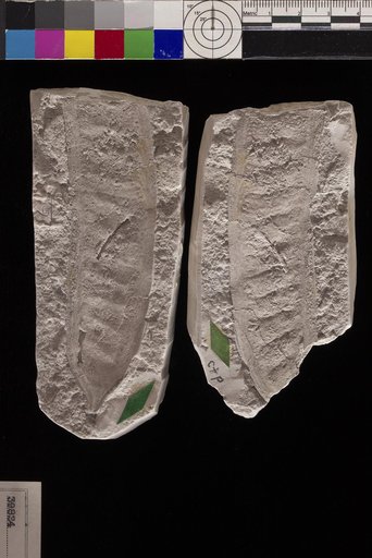 Leguminosites ingafructoides Berry