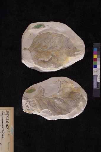 Leguminosites andiraformis Berry