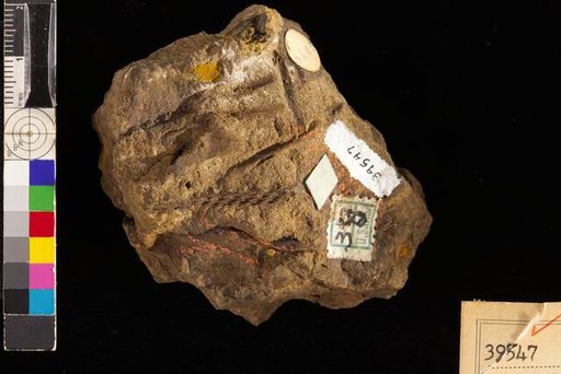 Lepidostrobus occidentalis White
