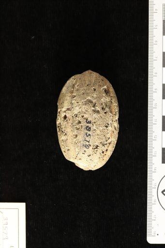 Genus indet. sp indet. Berry