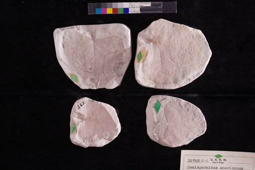 Menispermites americanus Berry