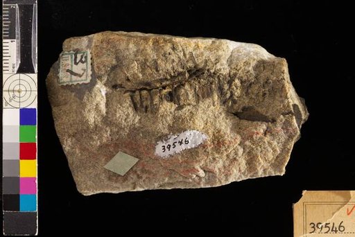 Lepidostrobus occidentalis White