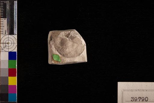 Pithecolobium eocenicum Berry