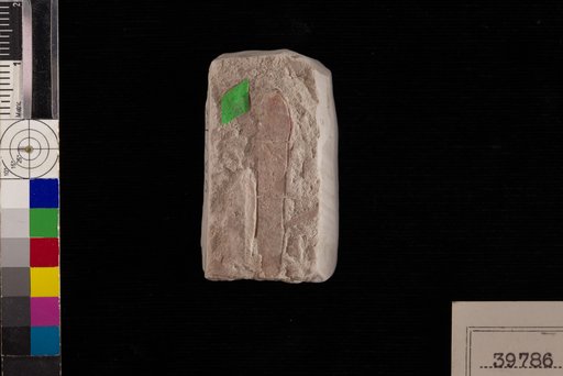 Mimosites wilcoxensis Berry