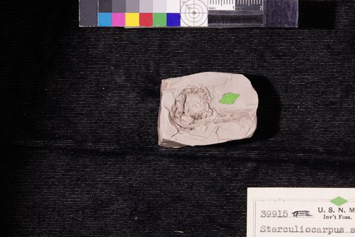 Sterculiocarpus eocenicus Berry