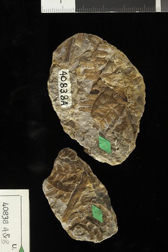 Sphenophyllum communis Lesquereux