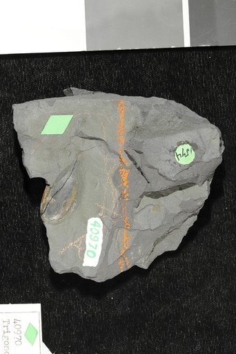 Trigonocarpum ampullaeforme Lesquereux