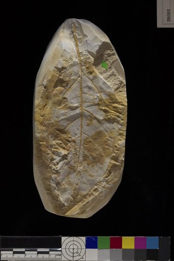 Cryptocarya wilcoxiana Berry