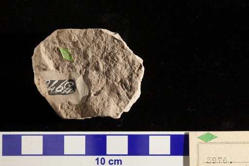 Thyrsopteris pachyphylla Fontaine