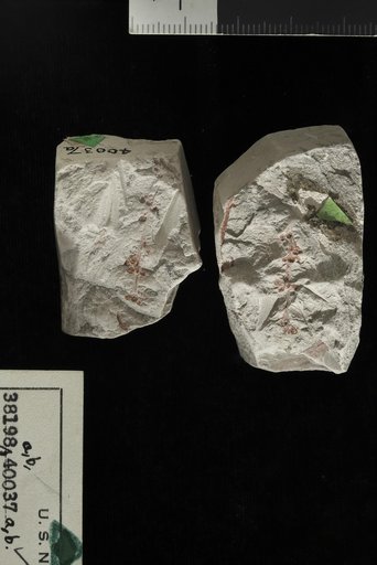 Onoclea inquirenda (Hollick) Hollick