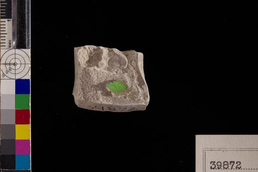 Sapindus fructiferus Berry