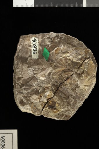 Sphenophyllum cuneifolium (Sternberg) Zeiller