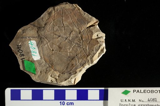 Populus oxyrhyncha Ward