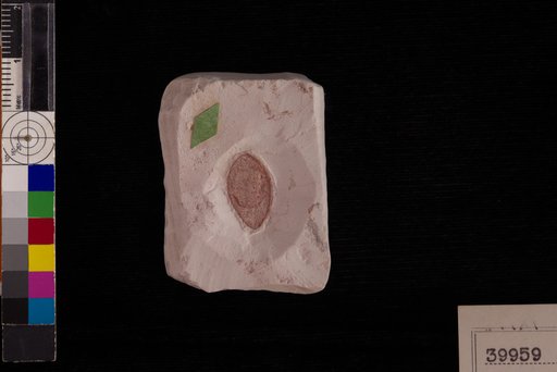 Carpolithes ailanthioides Berry