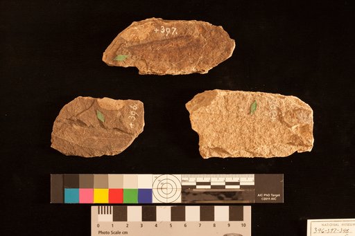 Sapindus coriaceus Lesquereux