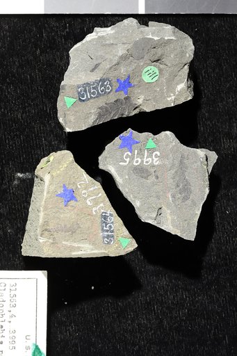 Cladophlebis parva Fontaine