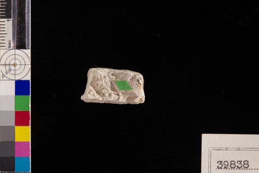 Leguminosites contortus Berry