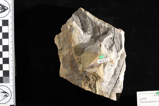 Taeniopteris sp Jackson
