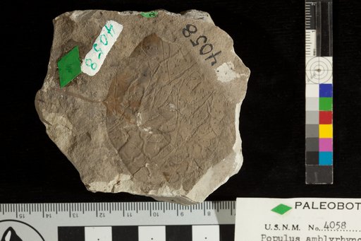 Amblyrhyncha amblyrhynca Ward