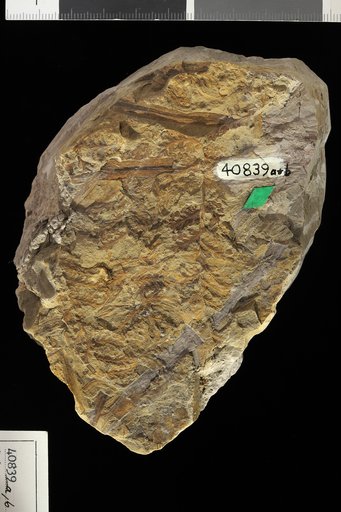 Sphenophyllum cf. communis Lesquereux