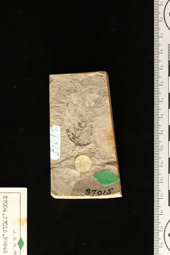 Philadelphys pardeei (Knowlton) Brown