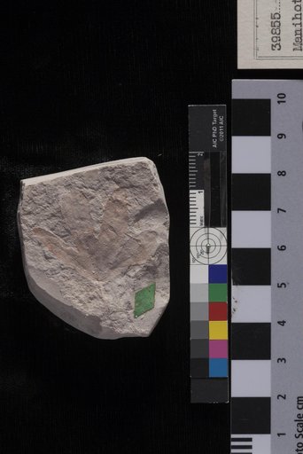 Manihot eocenica Berry