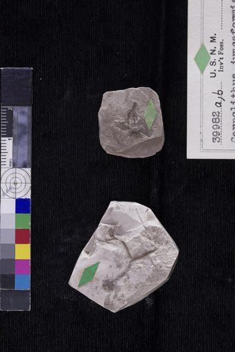 Carpolithes juncaformis Berry
