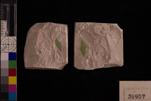 Carpolithes aggregatus Berry