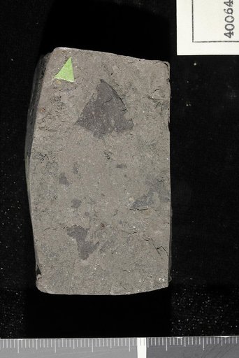 Andromeda wardiana Lesquereux