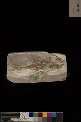 Cladrastis eocenica Berry