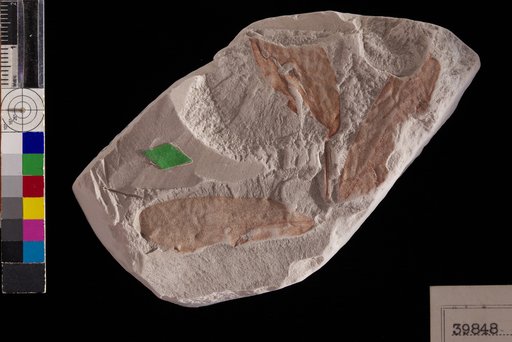 Simaruba eocenica Berry