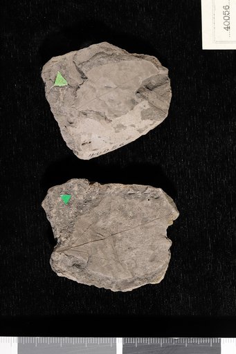 Cinnamomum heerii Lesquereux