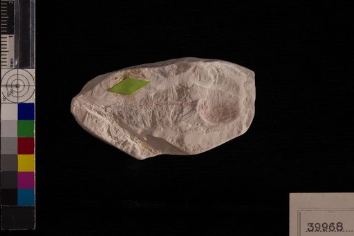Carpolithes longepedunculatus Berry