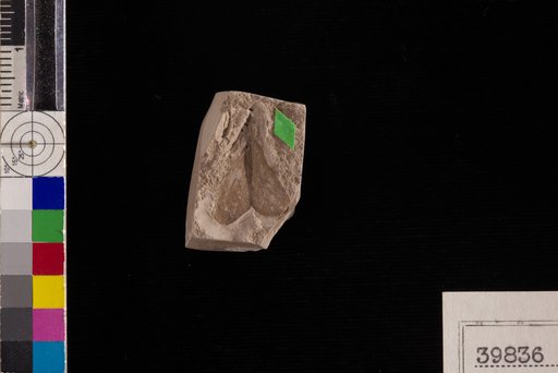 Leguminosites emarginatus Berry