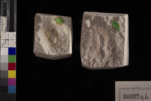 Leguminosites monospermoides Berry