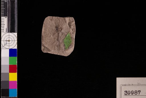 Carpolithes bicapsulis Berry