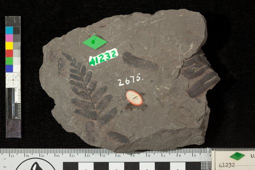 Neuropteris elrodi Lesquereux