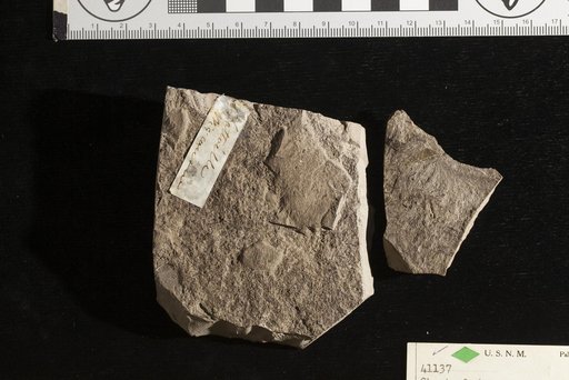 Chaetocladus plumula Whitfield