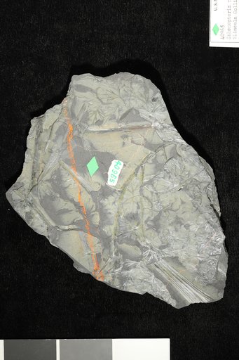 Sphenophyllum patentissima (Ettingshausen) Schimper