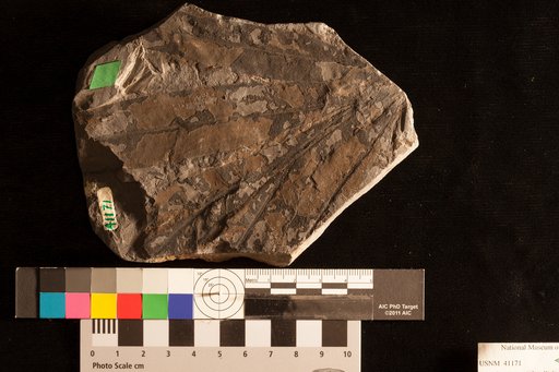 Megalopteris southwelli Lesquereux